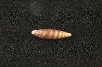 藏品(似謝氏煙管蝸牛)的圖片